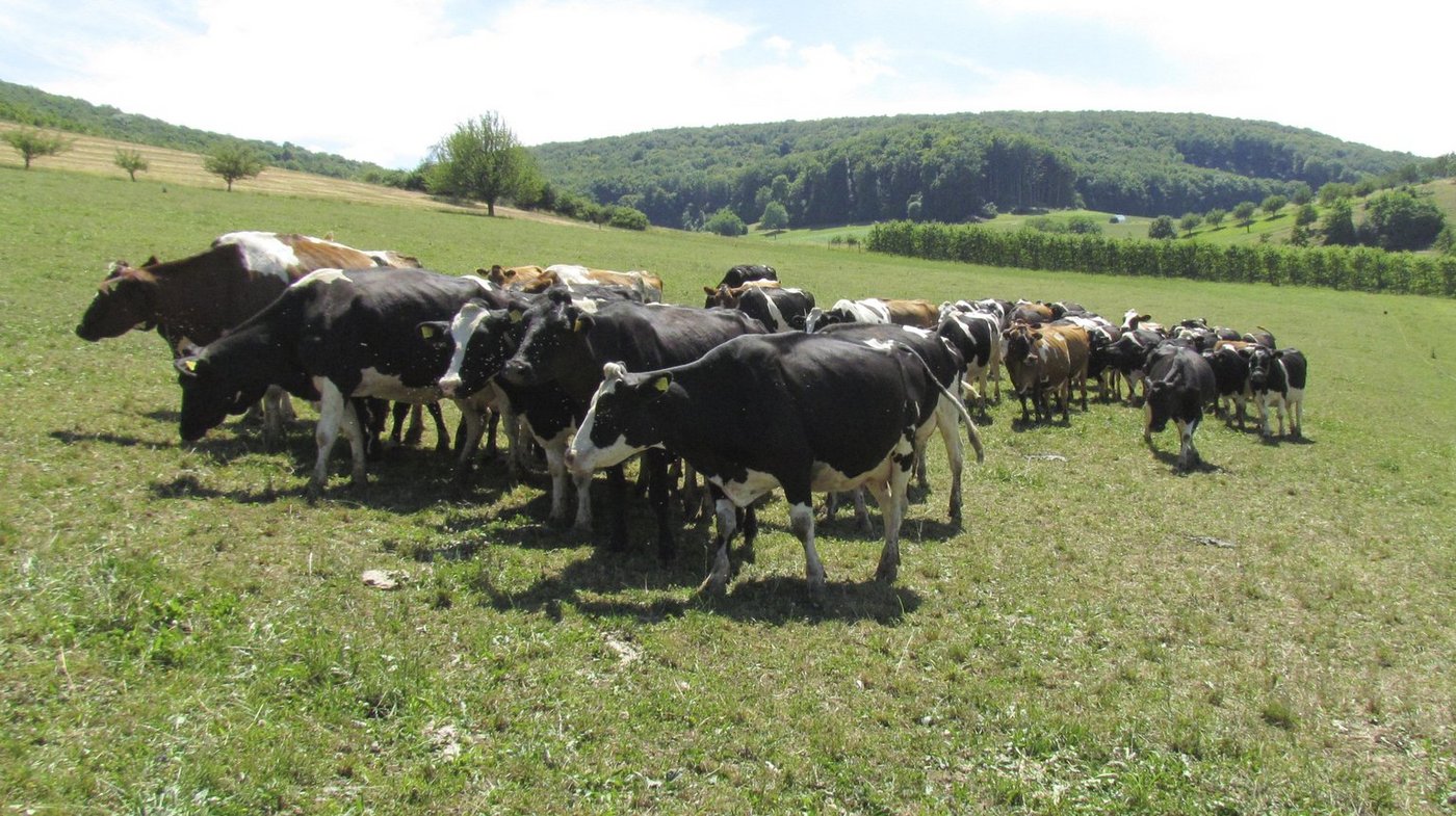 Die Holstein-Kühe von Stohlers sind klein und leicht. (Bilder as)