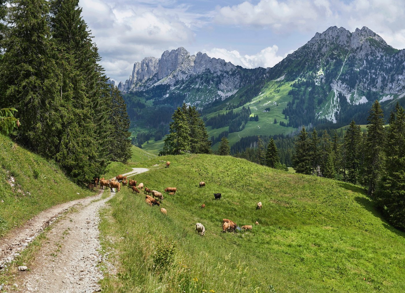 Auf Wanderwegen kommt es jedes Jahr wieder zu Unfällen zwischen Mutterkühen und Wanderern. Dies werde durch die Wolfspräsenz nur verstärkt. (Bild Unsplash)
