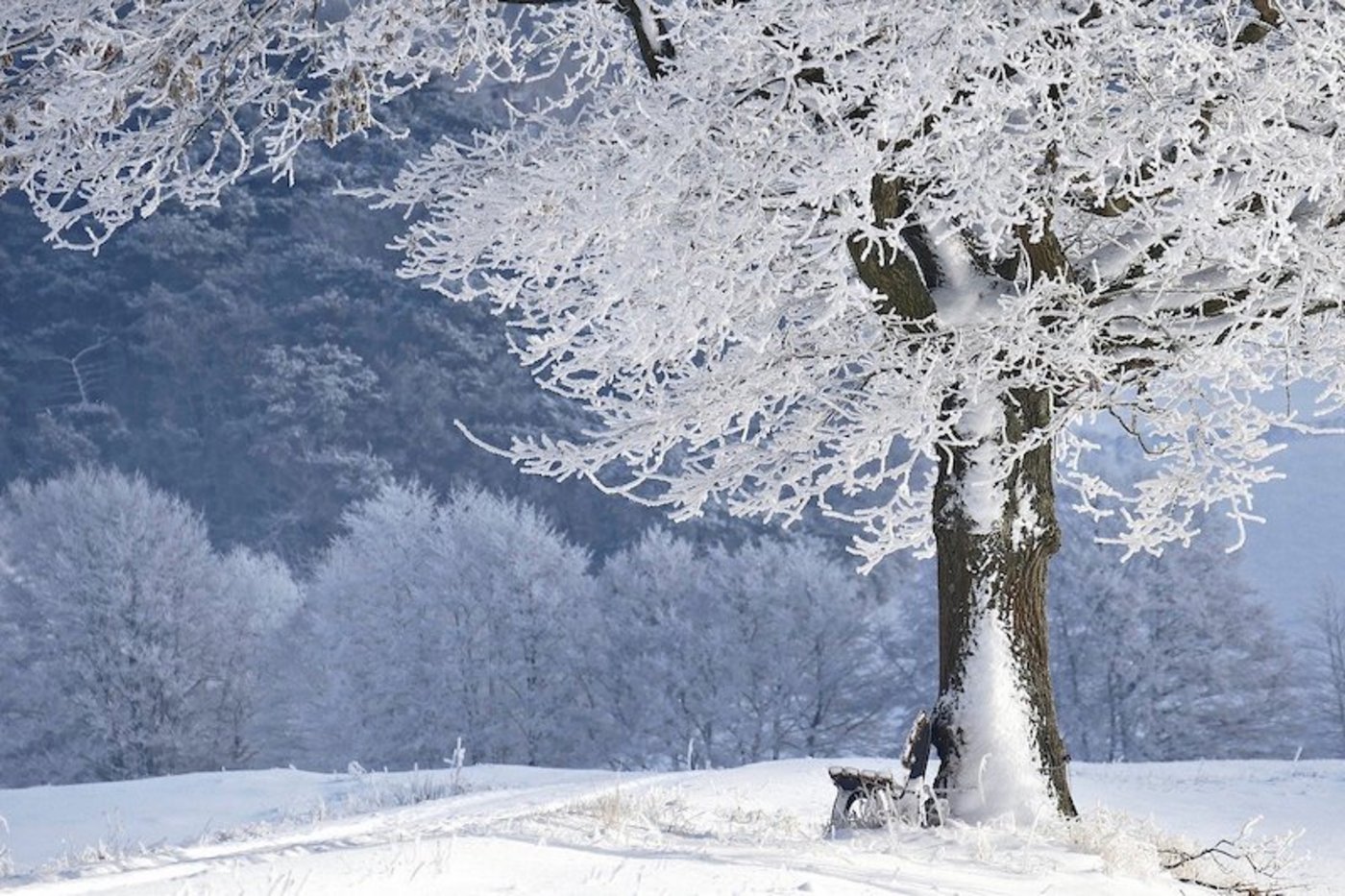 In der ganzen Schweiz herrschen Temperaturen unter Null. (Symbolbild Pixabay)