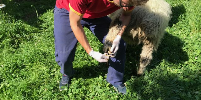 Tupferprobe auf Moderhinke bei einem Schaf. (Bild BLV)