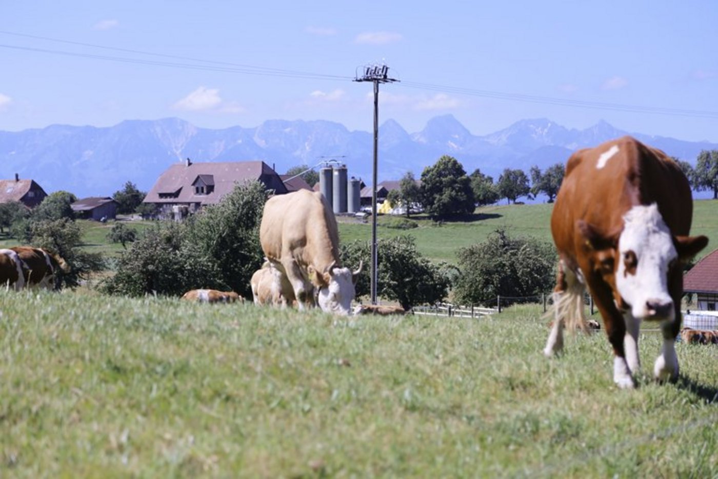 Beim Bundesgericht ist eine Beschwerde eingegangen weil die Resultate einer Schmerz-Studie seit letzen Sommer bekannt waren, aber erst nach der Abstimmung veröffentlicht wurden. (Bild ji/lid)