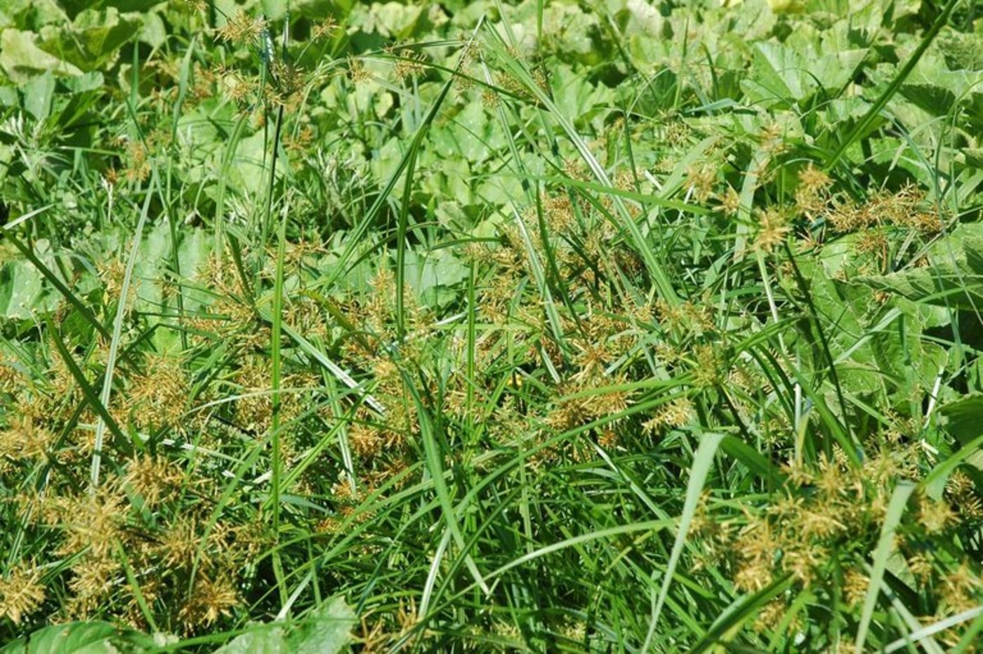 Immer wieder Mal im Fokus: Erdmandelgras. (Bild Agroscope)