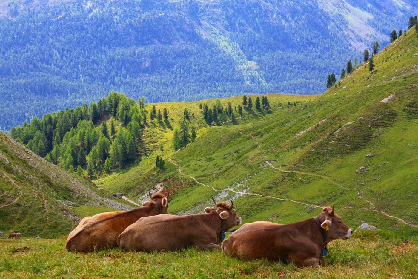 Rund 1500 Deutschschweizer Milchkühe sömmern im Tessin. Dorthin gelangen sie nur per Tiertransporter. (Symbolbild Pixabay)