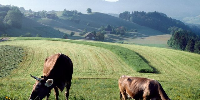 An vielen Orten der Schweiz ist Ackerbau gar nicht möglich, da bietet sich graslandbasierte Milch- und Fleischproduktion bestens an. (agroscope)
