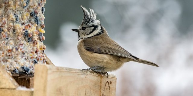 Futterplätze für Vögel sollten an einem übersichtlichen Ort mit nahe gelegenen Rückzugsmöglichkeiten installiert werden. Etwa bei einem Baum oder einem Busch, rät Vogelwarte.ch. (Bild pixabay)