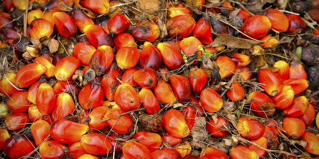 Um die Frucht der Ölpalme wird viel debattiert. (Bild zVg)