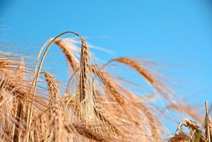 Die Liste der empfoh Die Liste der empfohlenen Sorten für die Ernte 2025 enthält neu 12 Wintergerstensorten. Beim Winterweizen sind es 23.