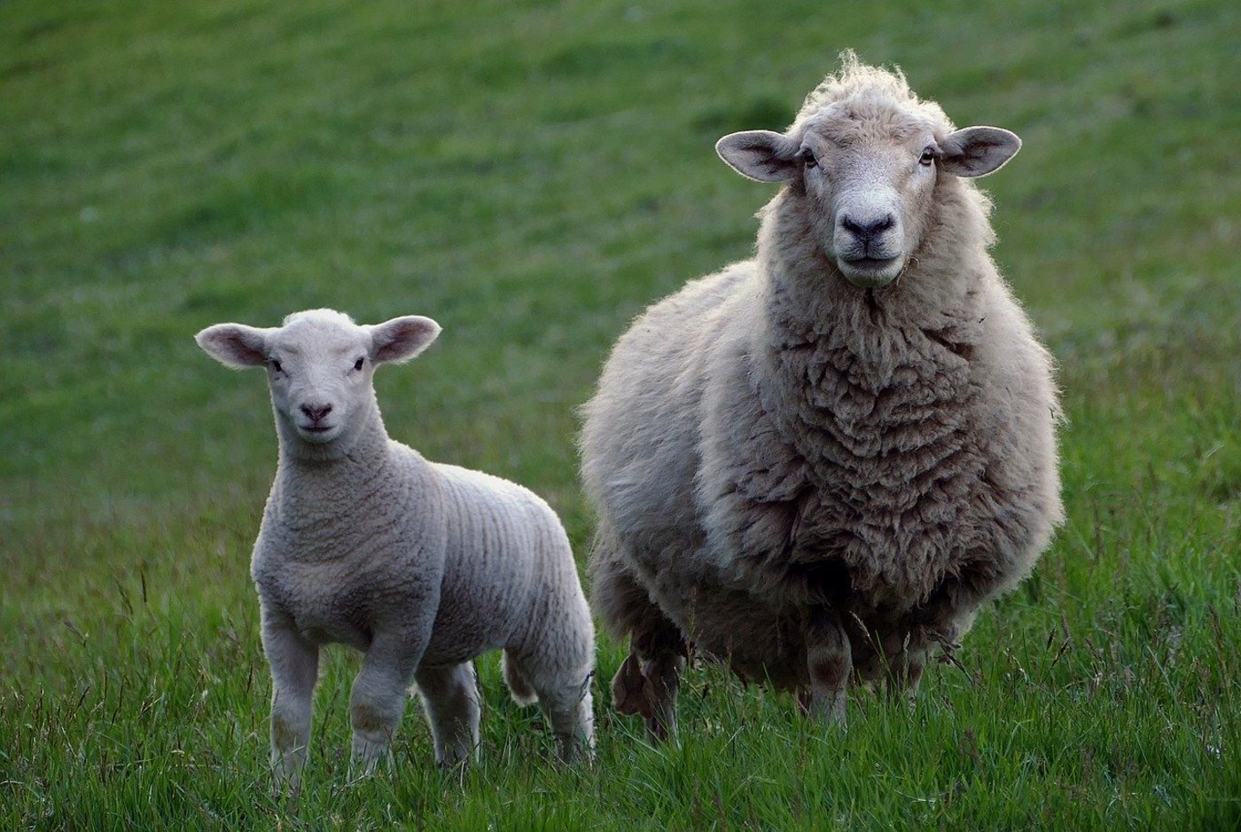 Die Gruppe Wolf Schweiz schreibt, Wölfe würden wegen ungeschützter Herden in ihrem Streifgebiet Nutztiere als Beute kennenlernen. (Symbolbild Pixabay)