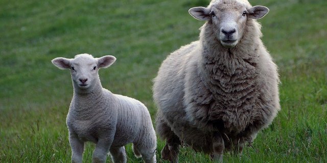 Die Gruppe Wolf Schweiz schreibt, Wölfe würden wegen ungeschützter Herden in ihrem Streifgebiet Nutztiere als Beute kennenlernen. (Symbolbild Pixabay)