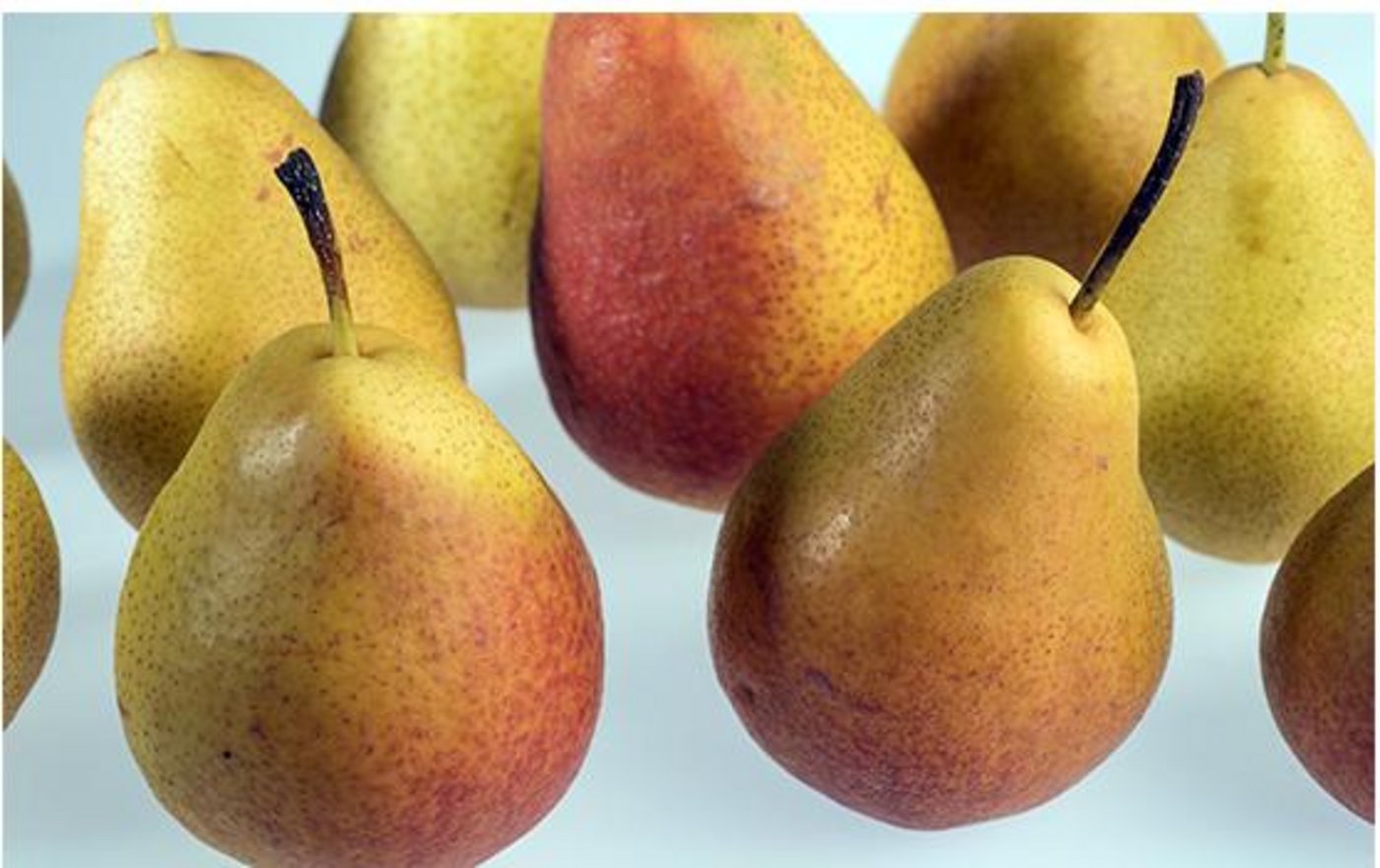 Die neue Birne aus dem Züchtungsprogramm von Agroscope heisst FRED®. (Bild zVg)