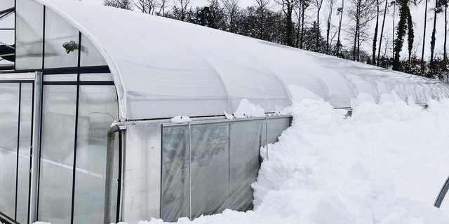 Obstbauer Thomas Oswald kultiviert im Folientunnel Erdbeeren. Der viele Schnee hat sich auf dem Dach abgelegt und rutschte dann nach und nach an den Seiten ab. Nun stapelt sich dieser bis zu 2,5 m hoch, drückt an die Wände und könnte die Kultur schädigen.(Bild Th. Oswald)