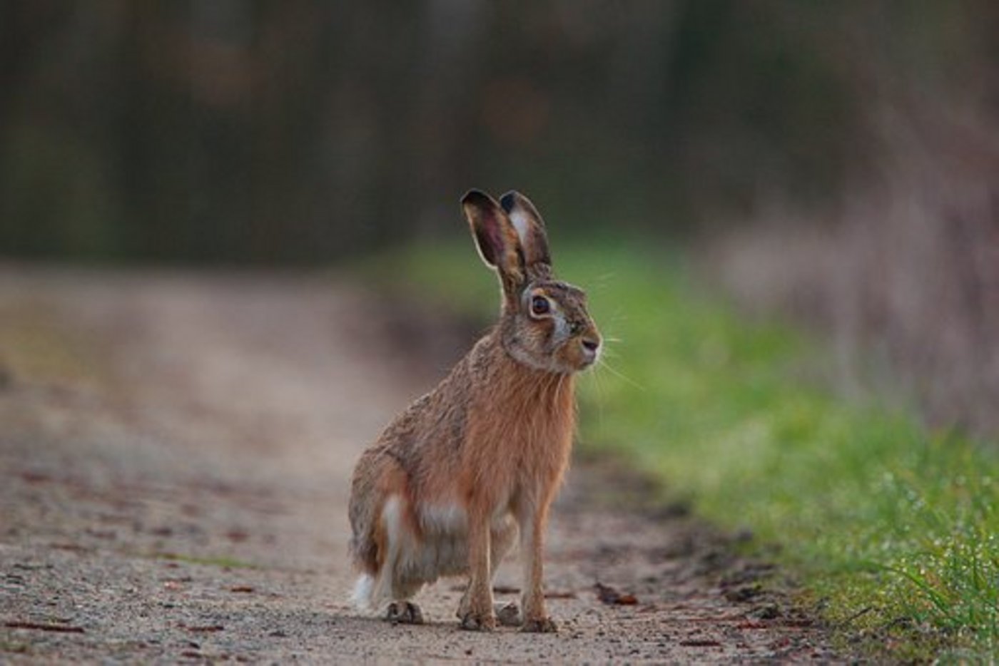 Die Hasenpest ist bei Mensch und Tier meldepflichtig, da eine Kleinstmenge des Bakteriums eine Erkrankung auslöst. (Symbolbild Pixabay)