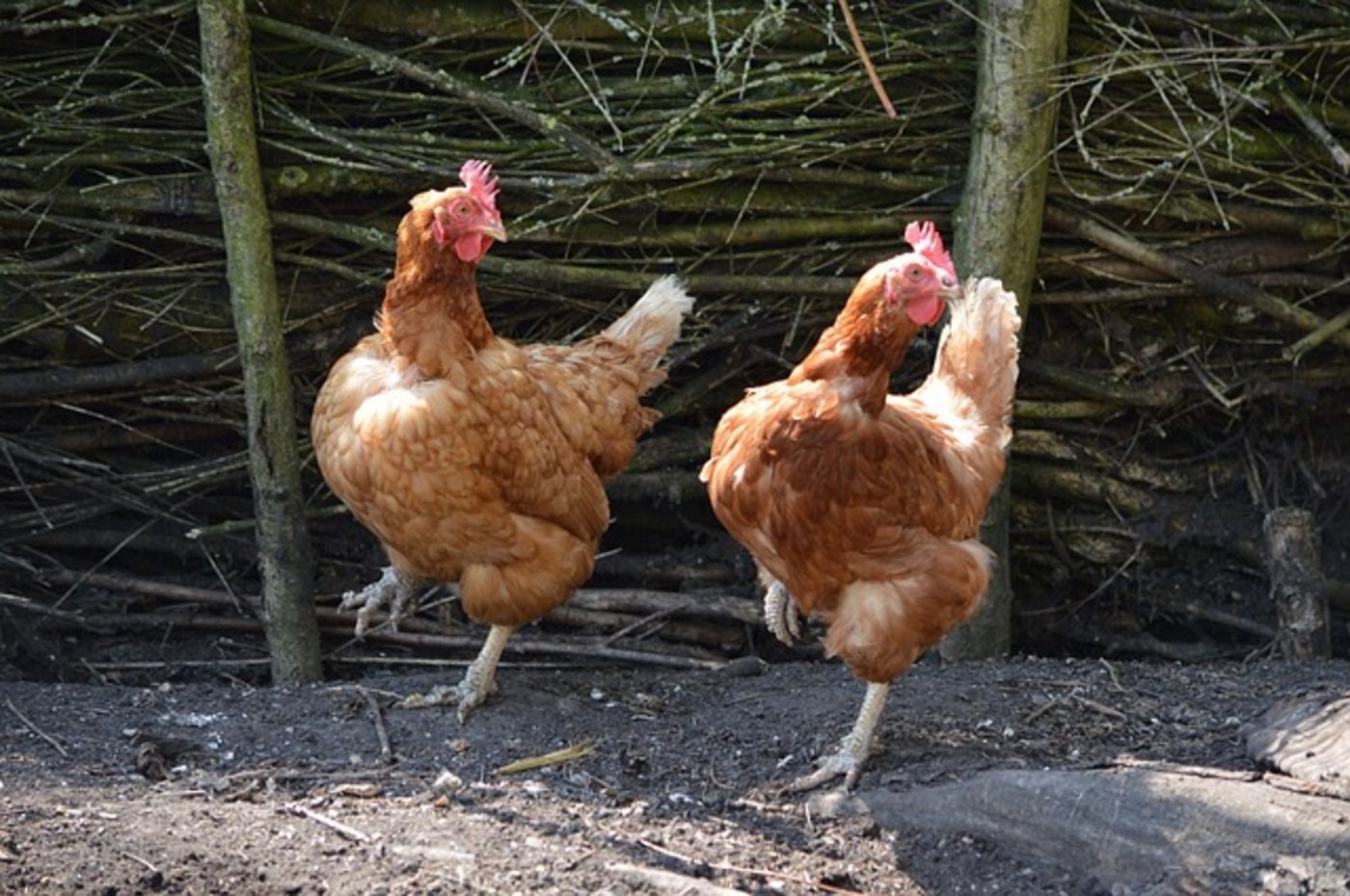 Bei der Einstufung für das Tierwohllabel wird der gesamte Lebenszyklus der Hühner bewertet. (Bild pixabay)
