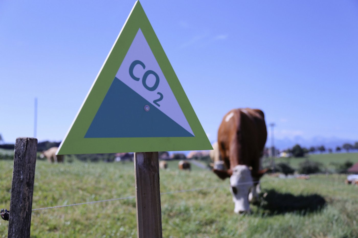 Die Lebtagleistung der Kühe soll steigern und damit der Methanausstoss pro Kilo Milch sinken. (Bild ji) 