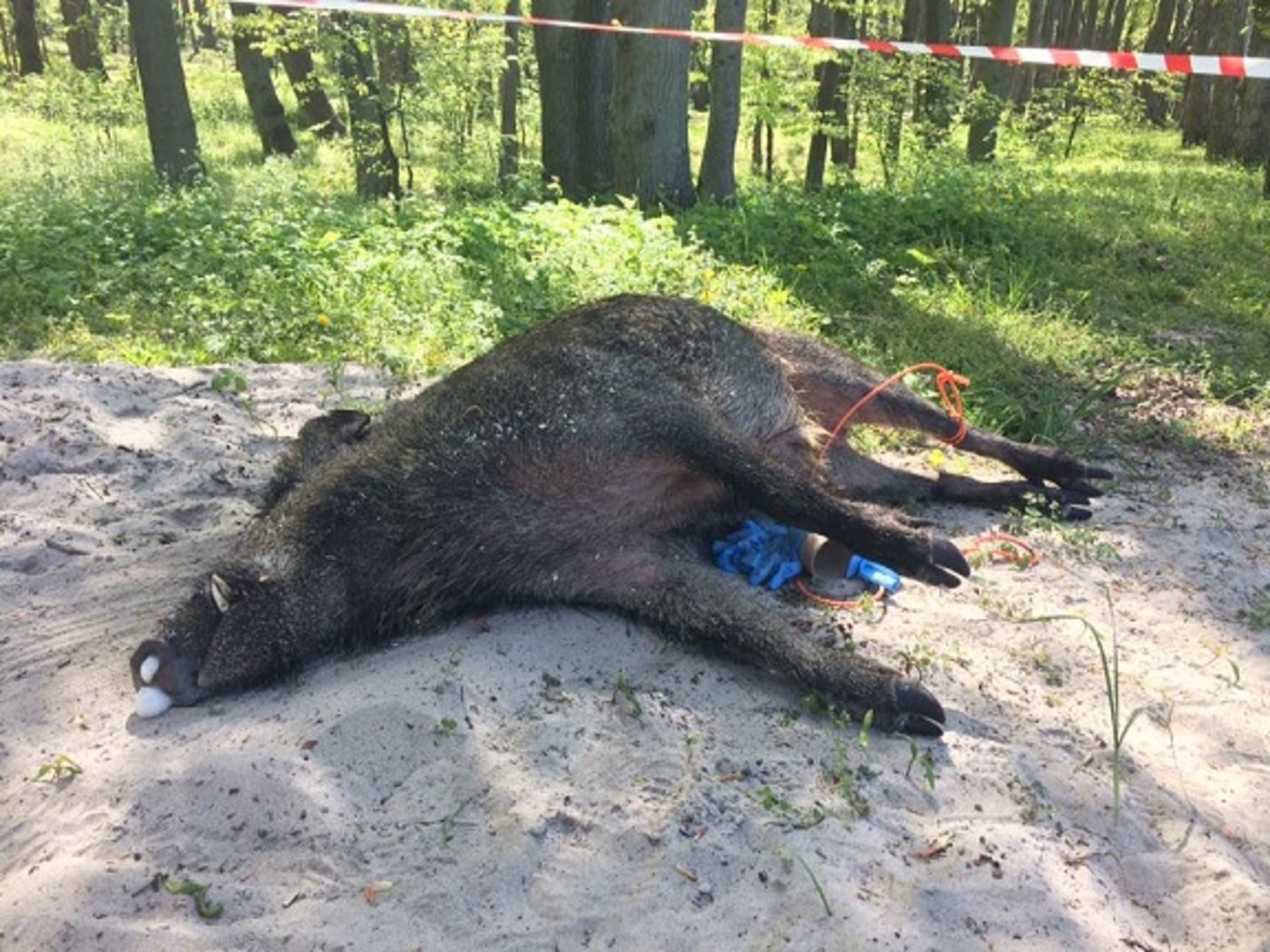 Wildschweine bilden die grösste Gefahr für die Afrikanische Schweinepest. (Bild zVg)