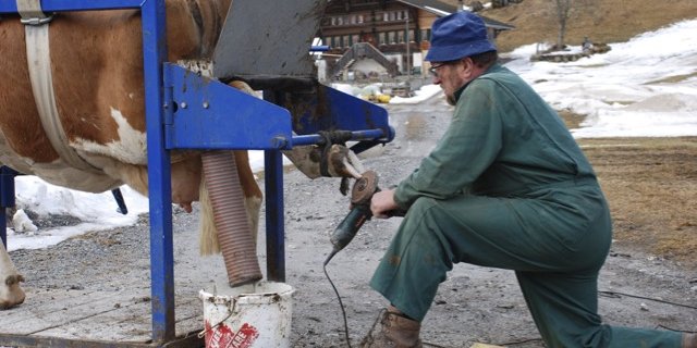 Durch Klauenpflege können Krankheiten und Lahmheiten verhindert werden. (Bild Toni Aeschlimann/landwirtschaft.ch)
