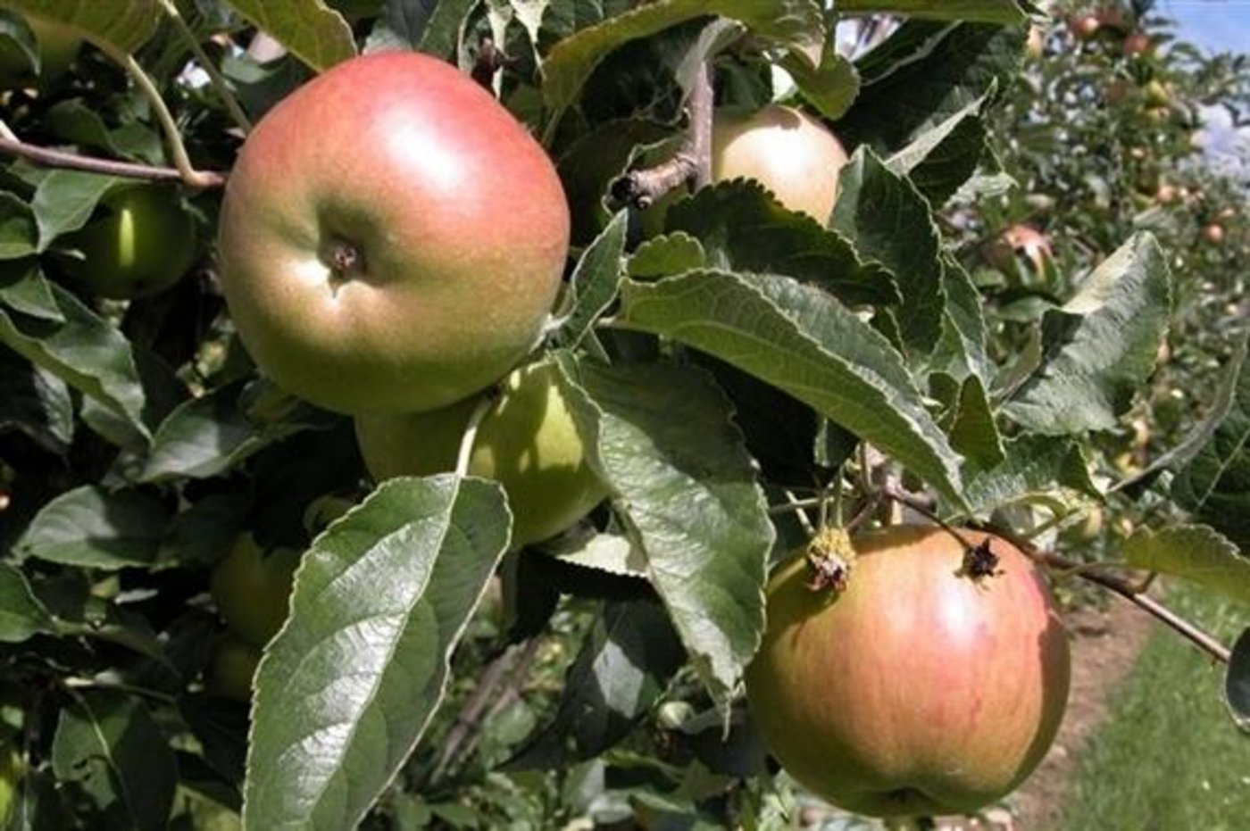 Die Preise für Äpfel sind stark gesunken. (Bild lid)