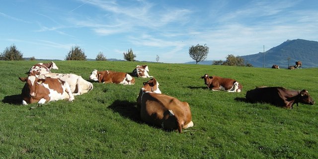 Kühe auf der Weide: Milch aus Gras sei ein zentrales Element der Differenzierung von Schweizer Milch gegenüber dem Ausland, so die SMP. (Bild Pixabay)