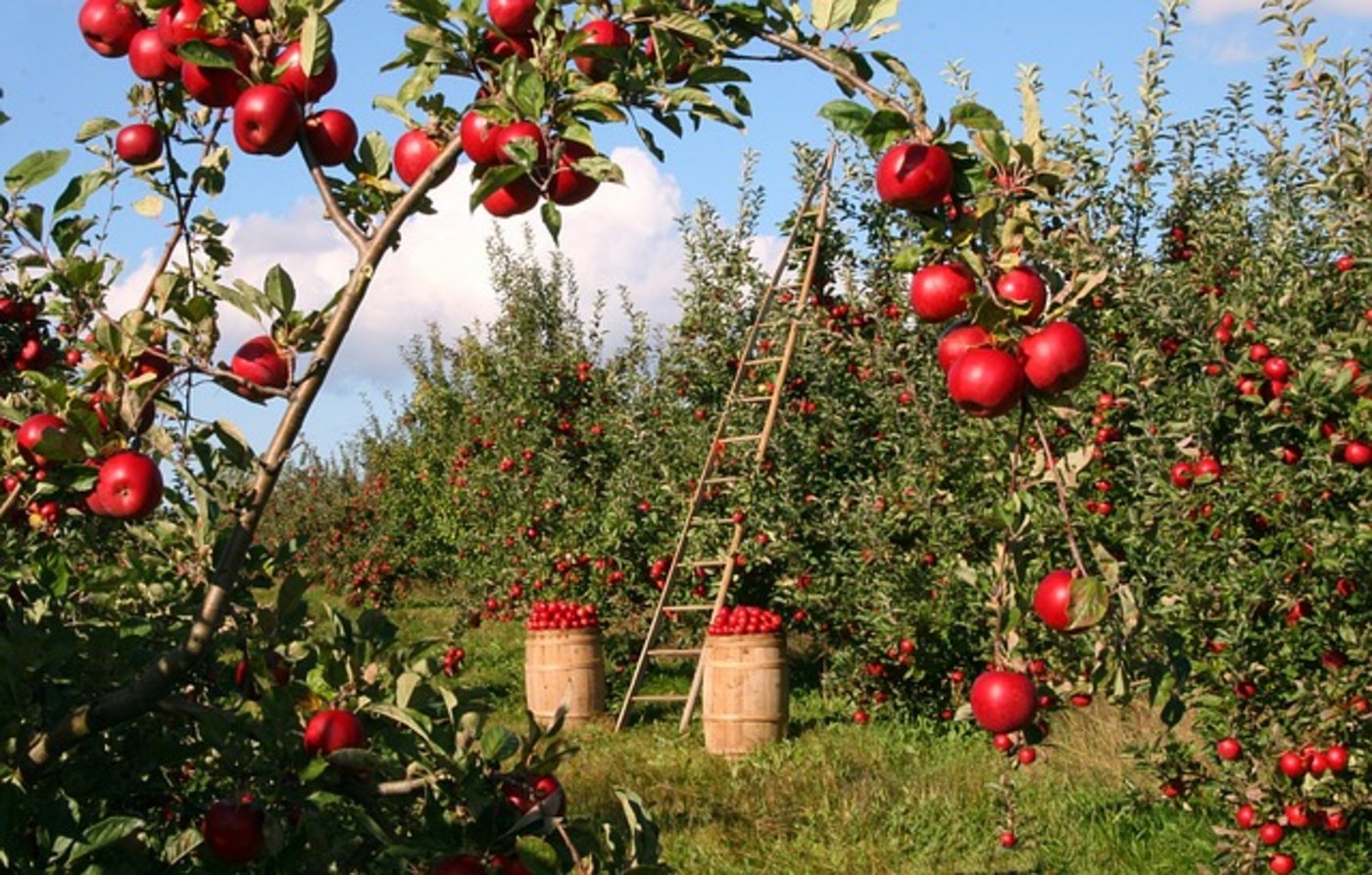In Schulbüchern wird die Landwirtschaft oft romantisiert, heisst es beim Deutschen Bauernverband. (Bild pixabay)