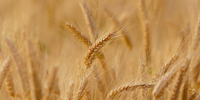 Insgesamt stieg die Anbaufläche von Brotgetreide um 3'300 ha gegenüber dem Vorjahr. (Bild Candice / Pixabay)