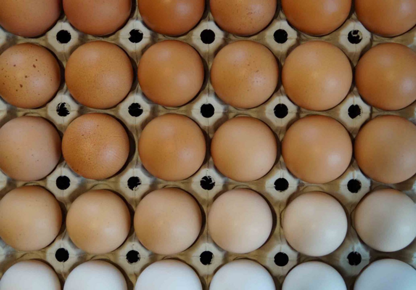 (Bilder Deborah Meister/landwirtschaft.ch)