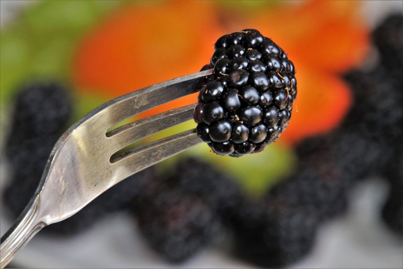 Gabel Brombeere farm to fork Mit der gezielten Absatzförderung von biologisch produzierten Agrar-Lebensmitteln will die EU-Kommission der Strategie «Farm to Fork» einen Schritt näherkommen. (Symbolbild/pixabay) 