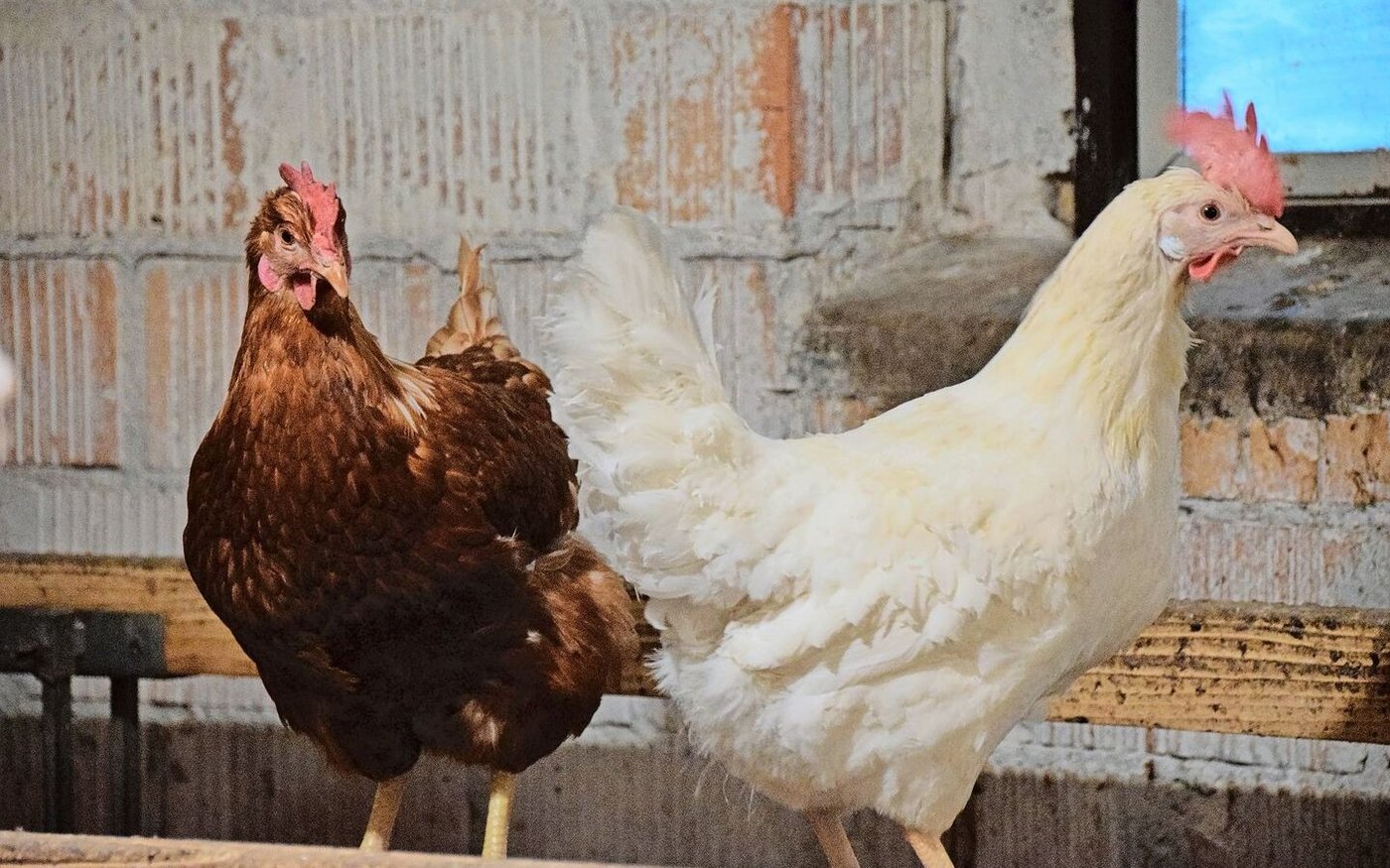 Die rote Vogelmilbe ist ein häufiges Problem bei Haushühnern. Während sie sich in der Nacht mit dem Blut der Hühner vollsaugt, versteckt sie sich tagsüber in den Ritzen des Stalls.   