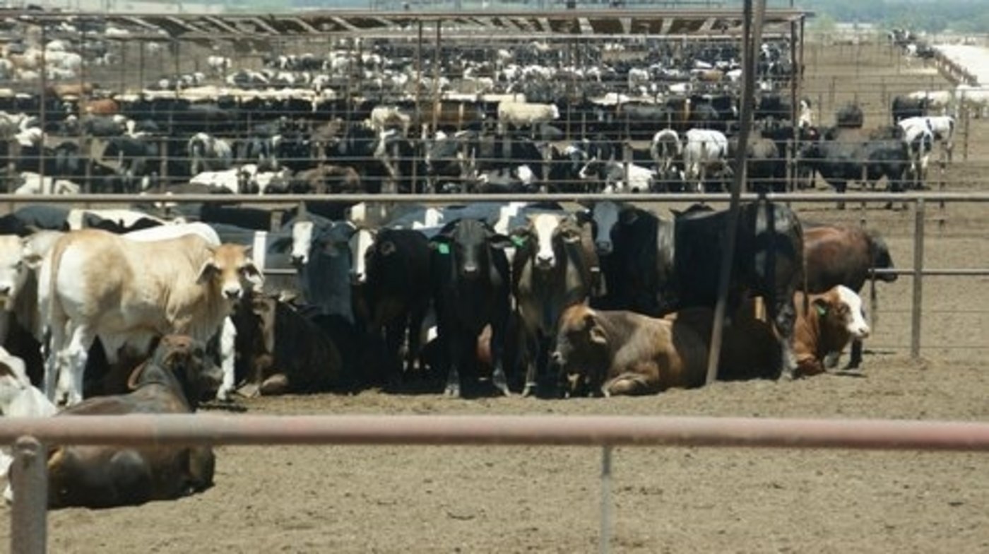 Feedlot in Australien. (Bild lid)