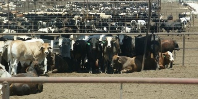 Feedlot in Australien. (Bild lid)