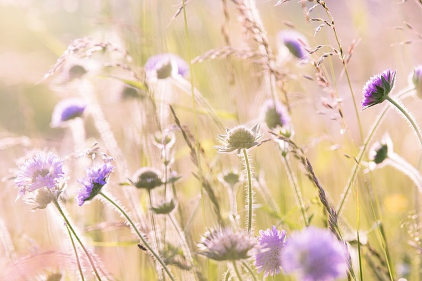 Das BAFU erfasst etwa viele Daten zum Thema Biodiversität. (Symbolbild Pixabay)