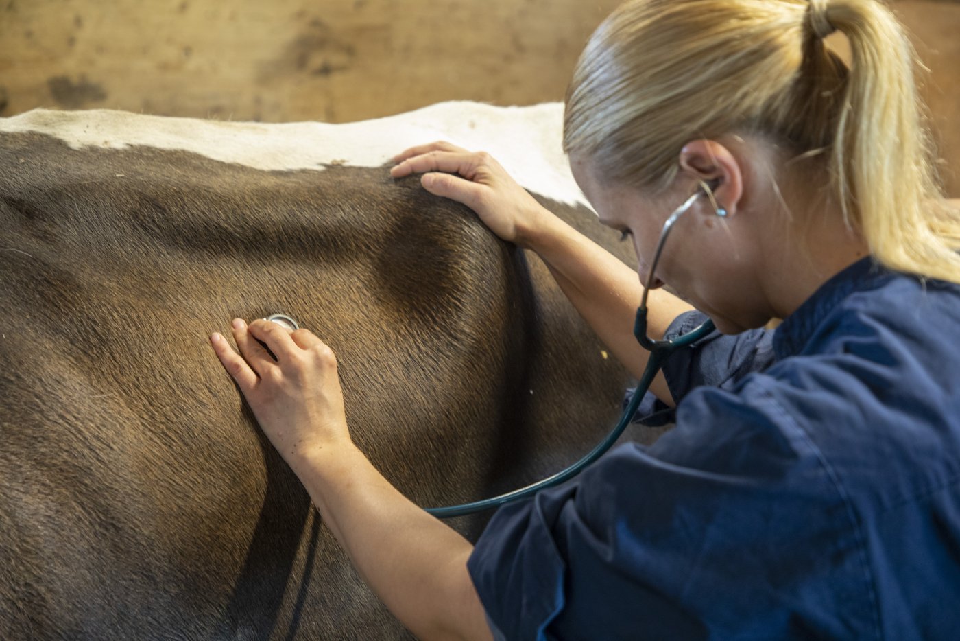 Bei einer regelmässigen Bestandesbetreuung sind die Tiergesundheitsdaten des Betriebes stets tagesaktuell. Krankheiten können so früher erkannt und kontrolliert werden. (Bild Gian Vaitl)