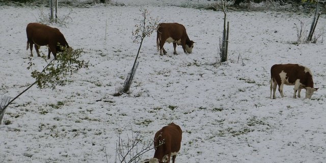 Aufgrund des Schneefalls in den Alpen werden mehr alte Kühe in die Metzg abgeschoben. (Bild Pixabay)