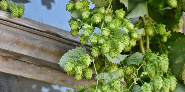 Hopfenpflanzen ranken sich bis zur Ernte bis auf eine Höhe von 7,5 Metern. (Bild Pixabay)