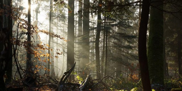 Von Bund und Kantonen erhofft sich Wald Schweiz nun kurzfristige Mithilfe bei der Gestaltung der Rahmenbedingungen für die Forstwirtschaft. (Bild Wald Schweiz)