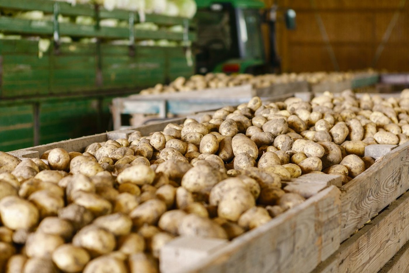 Letzte Woche rief die Vereinigung  der Schweizer Kartoffelpflanzer dazu auf, trotz Corona nicht mehr anzupflanzen. (Bild Fotolia)