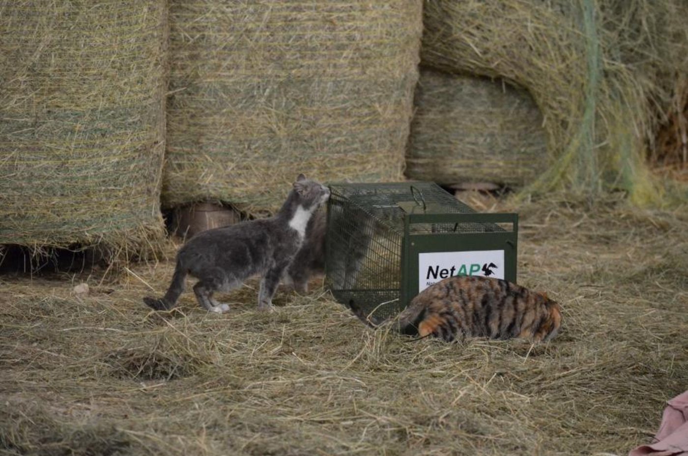 NetAP ist es wichtig, dass für die Katzen gesorgt wird, sie gut gefüttert und auch mal entwurmt werden. (Bild NetAP)