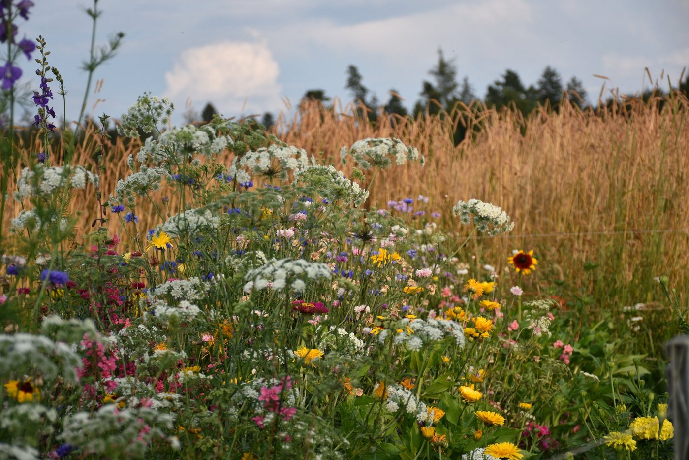 In den Augen von Naturschützern nimmt die Schweizer Biodiversität konstant ab. (Bild Schweizer Agrarmedien)