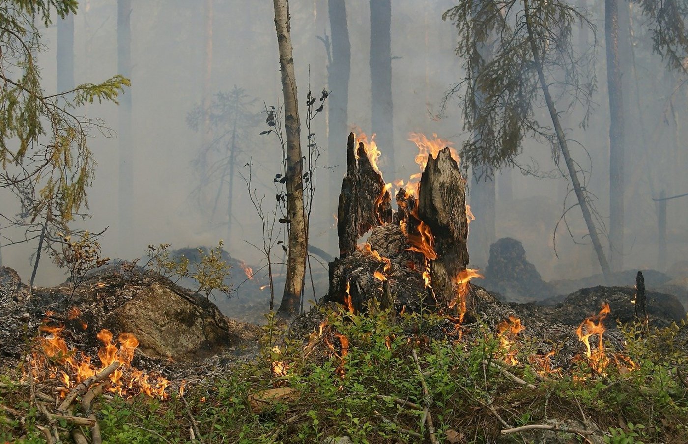 Auf trockenen Böden breiten sich Waldbrände schneller aus. (Symbolbild Pixabay)