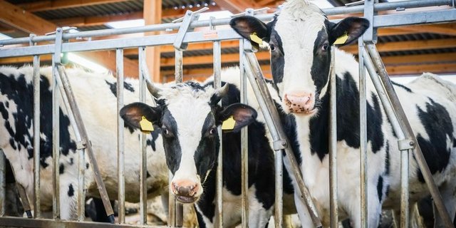 Die Polizei gehe davon aus, dass das giftige Faulgas über die Entmistungsanlage in den Stall gelangt sein könnte, wie "agrarheute.com" berichtet. Die 12 Rinder im Stall starben laut dem Amtstierarzt an einer Kohlenstoffmonoxid-Vergiftung. (Bild Fotolia)