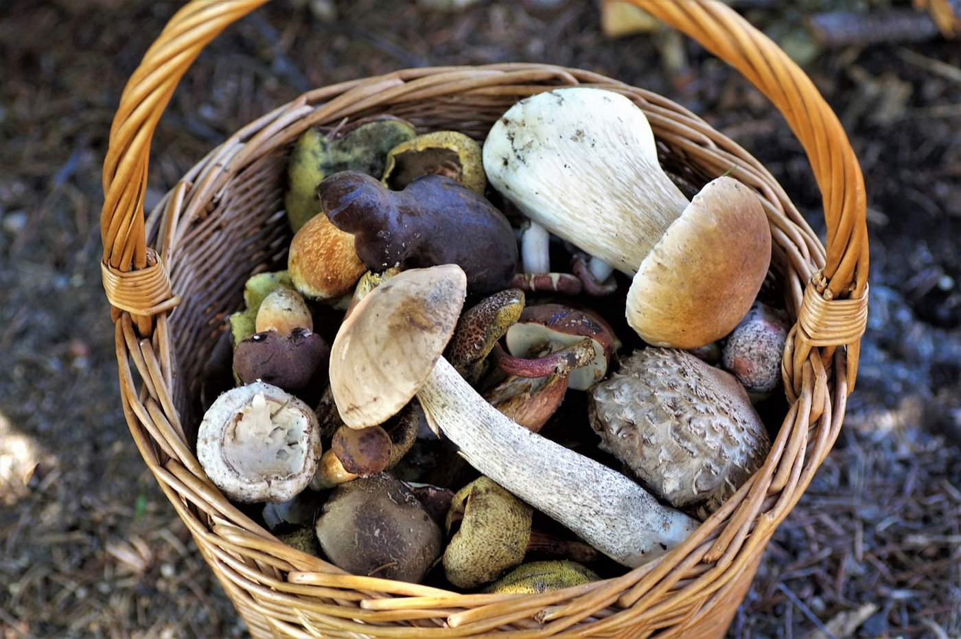 Beim Pilzesammeln kam es bei Jakobsbad AI zu einem tödlichen Unfall. (Symbolbild Pixabay)
