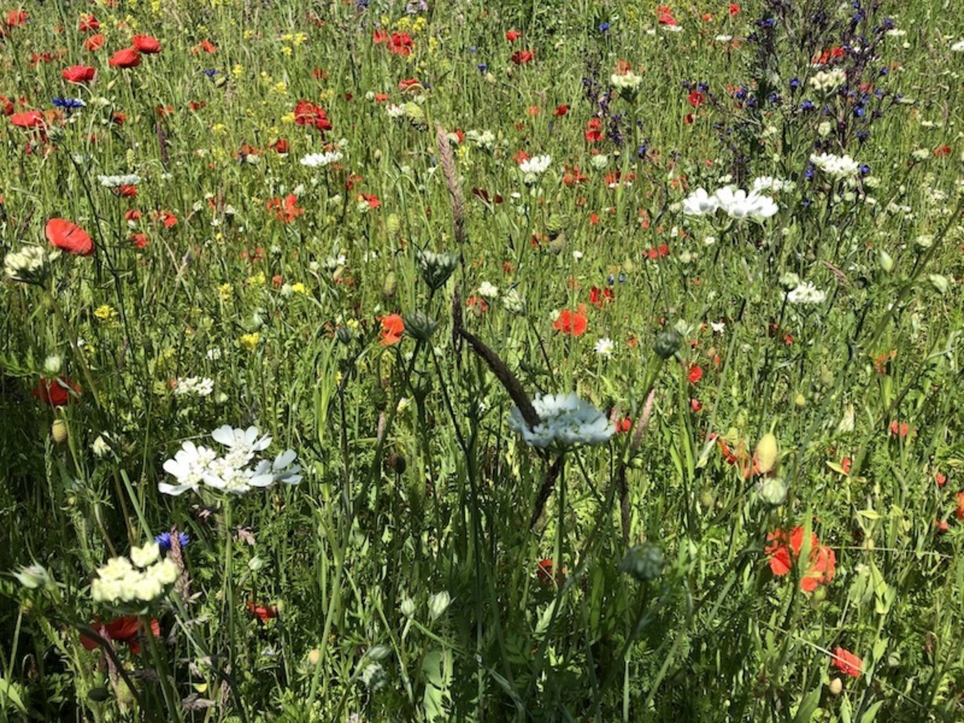 Statt Rasen sollen Blumenwiesen wachsen. Das ist Insekten-freundlich. (Bild et)