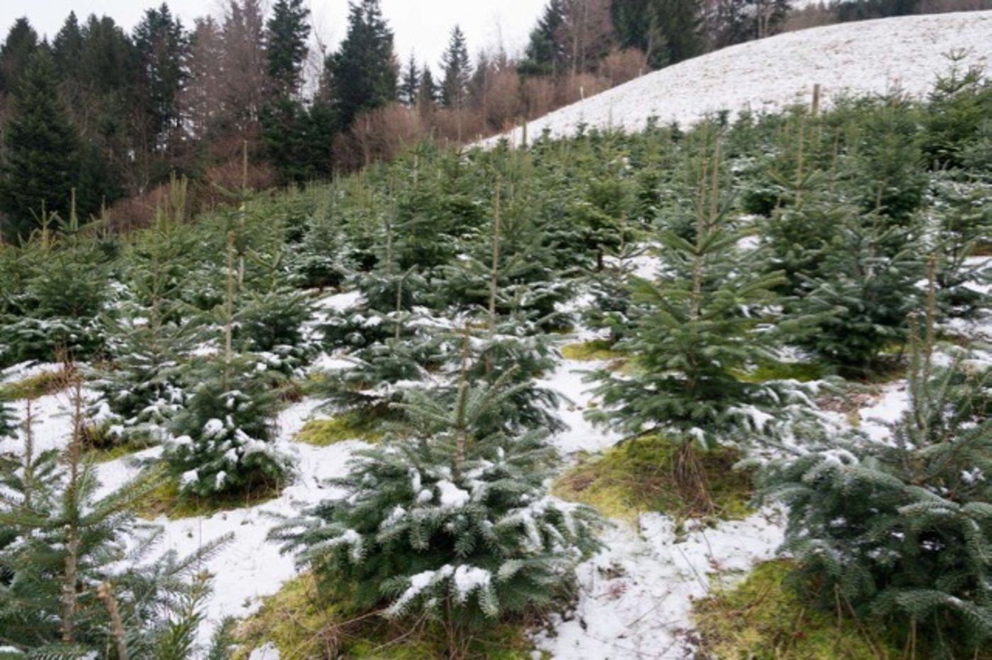 Für die Produktion von Weihnachtsbäumen gibt es keine Direktzahlungen mehr. (Bild BauZ)