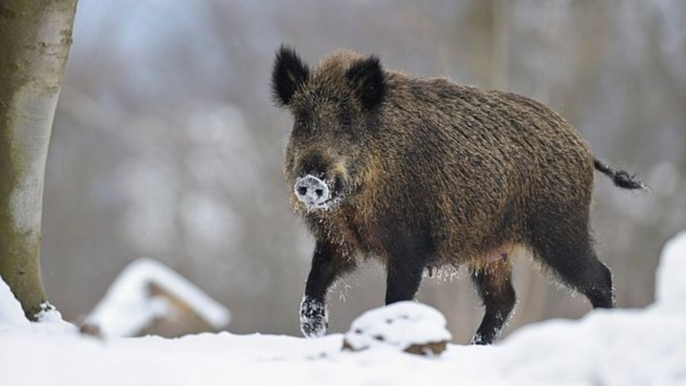 Zäune sollen die infizierten Tiere zurückhalten. (Bild Rolfes/DJV)