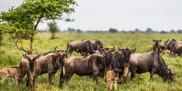 Gnus ziehen in grossen Herden und werfen fast gleichzeitig ihre Kälber, um Risiken zu minimieren.