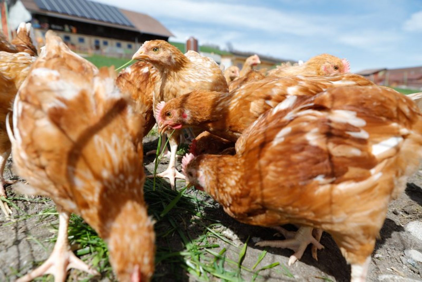 Poulet sind wegen geringem Fettgehalt beliebt bei den Konsumenten. (Bild Peter Roethlisberger)