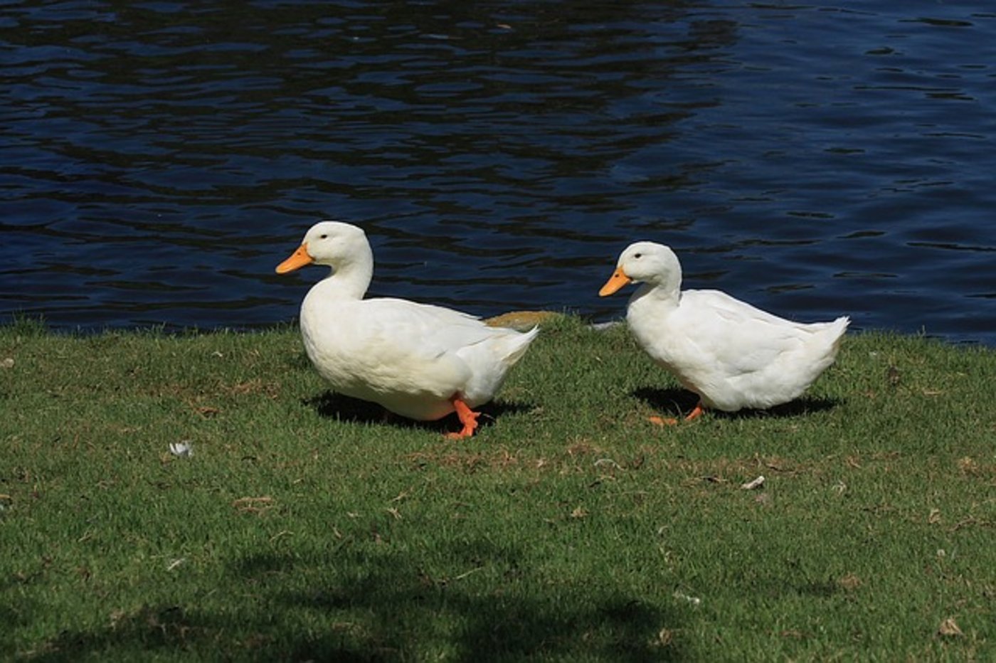 Die Schweiz will ziehende Wasservögel besser schützen. (Bild Pixabay)