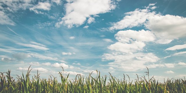 Im Durchschnitt gebe es 1,5 Pflanzenschutzbehandlungen pro Maisschlag und Jahr, berichten Forscher. Im Vergleich dazu seien es bei Kartoffeln 9,0. (Bild Pixabay)
