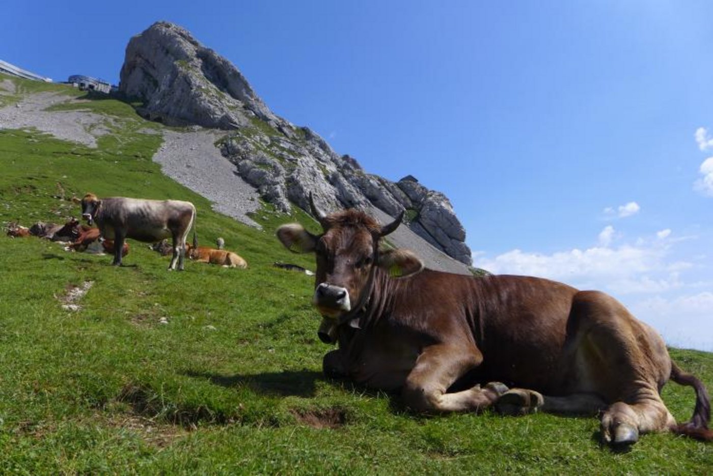 Alp Schwandi/Laub. (Bild Lea Kluge)
