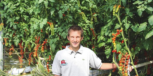 Davide Cattori produziert unter anderem Cherry- und Rispentomaten. (Bild SBV)