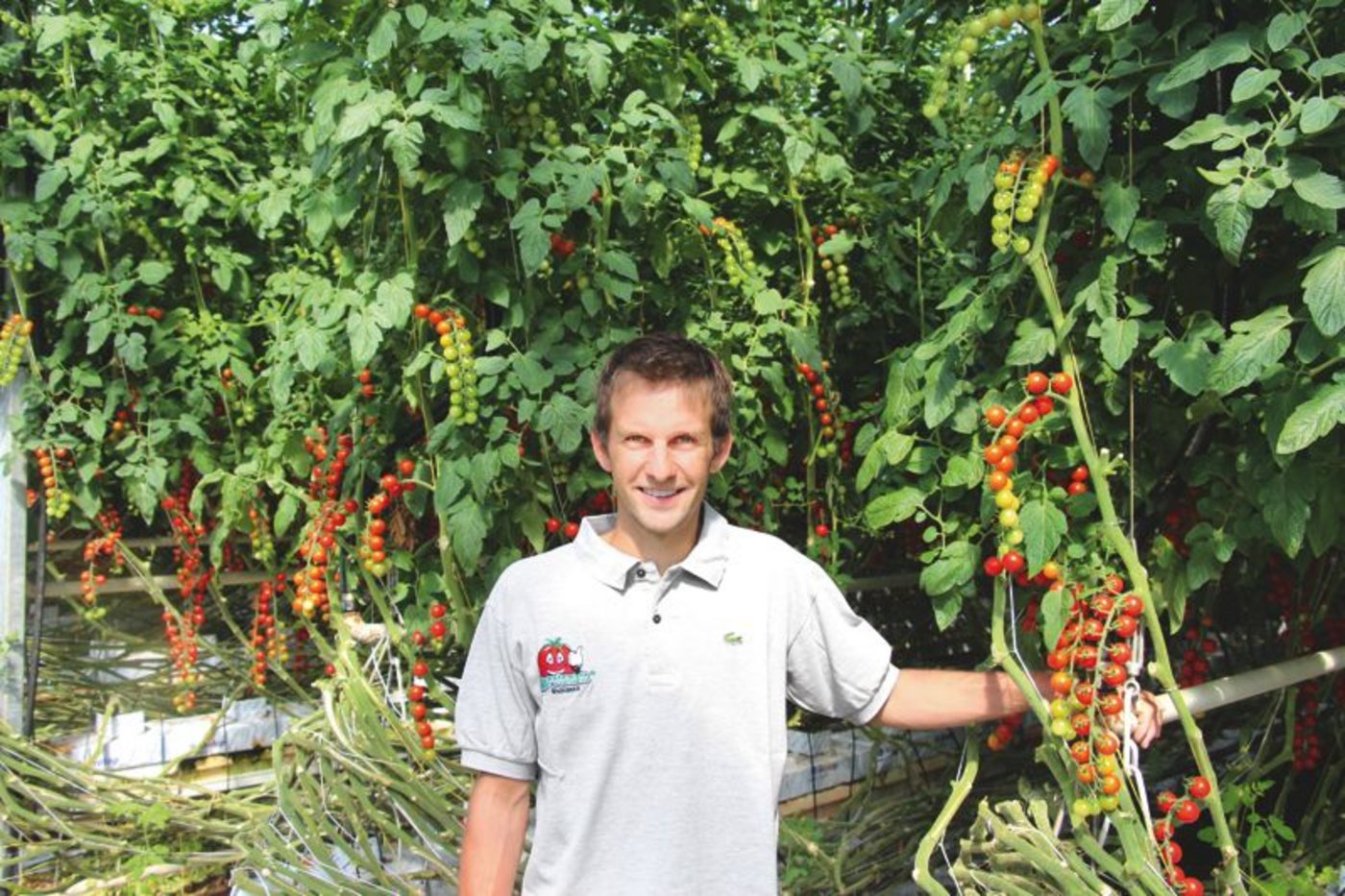 Davide Cattori produziert unter anderem Cherry- und Rispentomaten. (Bild SBV)